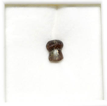 CRETACEOUS BRACHYCHAMPSA ALLIGATORINE TOOTH FROM HELL CREEK  *MV10-130