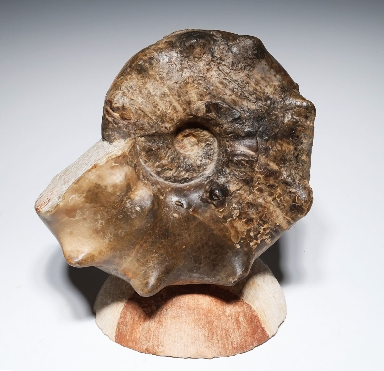 OUR FINEST LARGE CRETACEOUS HORNED MAMITES AMMONITE FOSSIL *AX1