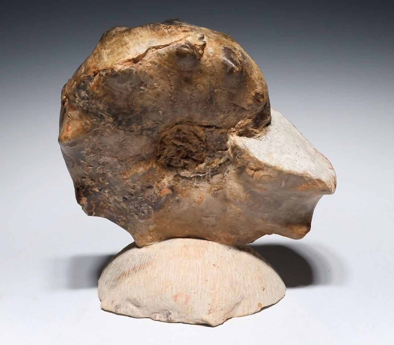OUR FINEST LARGE CRETACEOUS HORNED MAMITES AMMONITE FOSSIL *AX1