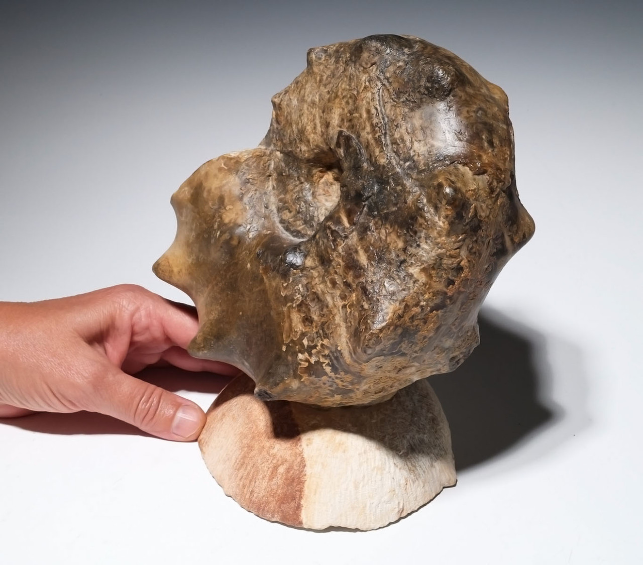 OUR FINEST LARGE CRETACEOUS HORNED MAMITES AMMONITE FOSSIL *AX1