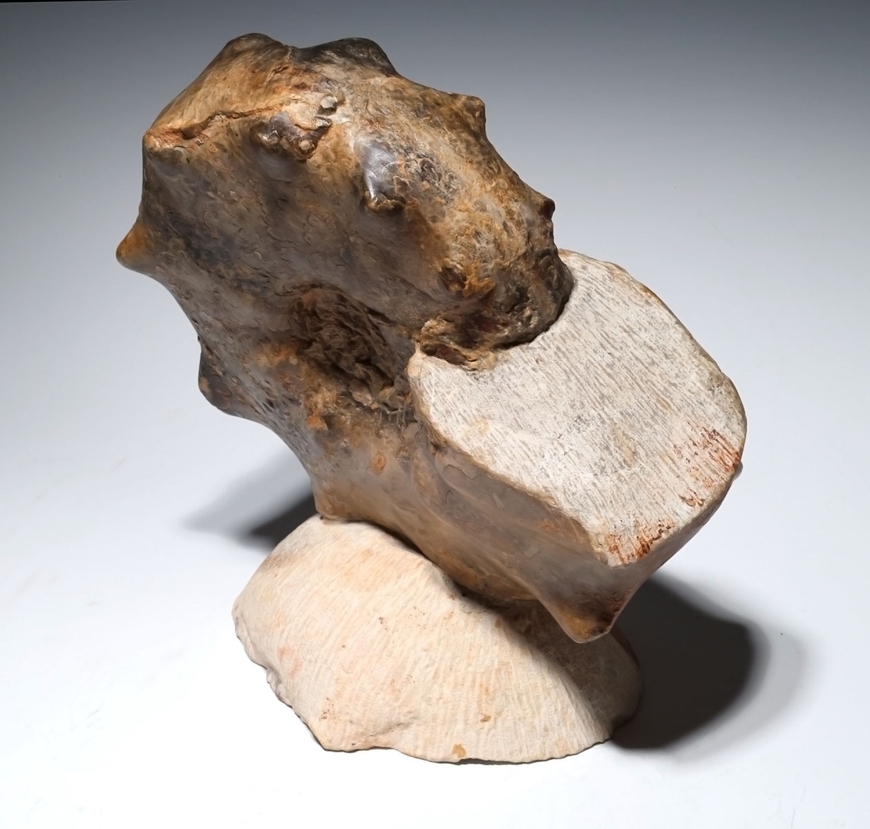 OUR FINEST LARGE CRETACEOUS HORNED MAMITES AMMONITE FOSSIL *AX1