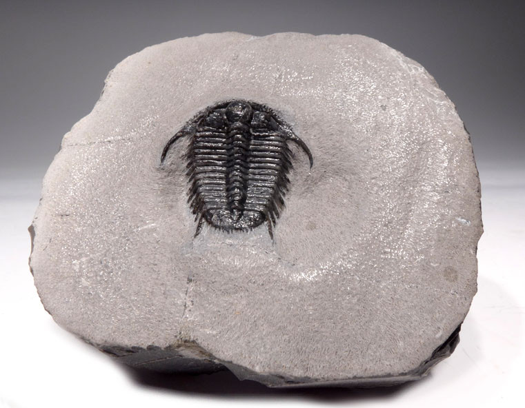 EXTREMELY RARE PREMIUM GRADE SPINY CYPHASPIDES TRILOBITE WITH SUPERB PRESERVATION  *TRX281
