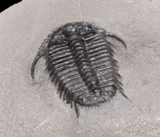 EXTREMELY RARE PREMIUM GRADE SPINY CYPHASPIDES TRILOBITE WITH SUPERB PRESERVATION  *TRX281