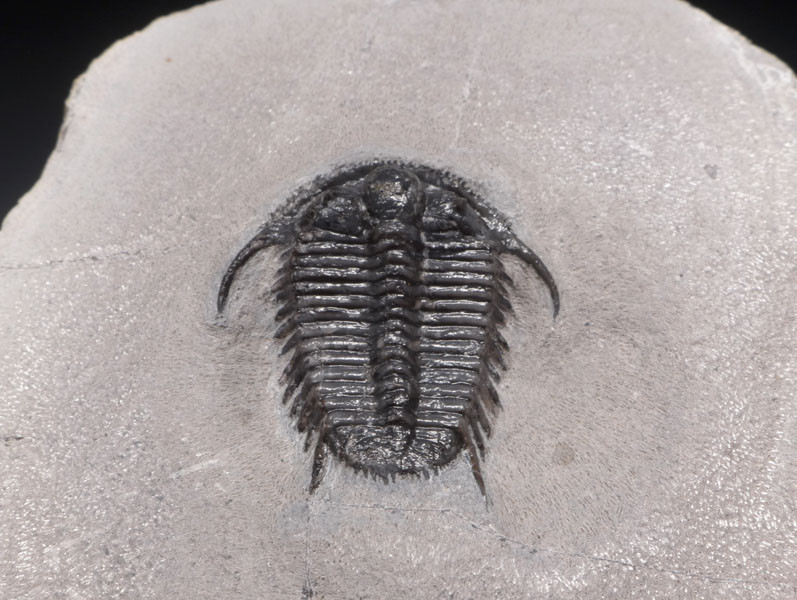 EXTREMELY RARE PREMIUM GRADE SPINY CYPHASPIDES TRILOBITE WITH SUPERB PRESERVATION  *TRX281