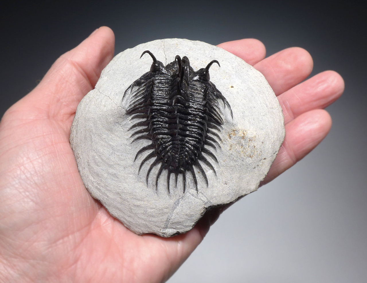 EXCEPTIONAL LARGE FOSSIL SPINY COMURA TRILOBITE WITH ALL SPINES EXPOSED FREE-STANDING  *TRX911