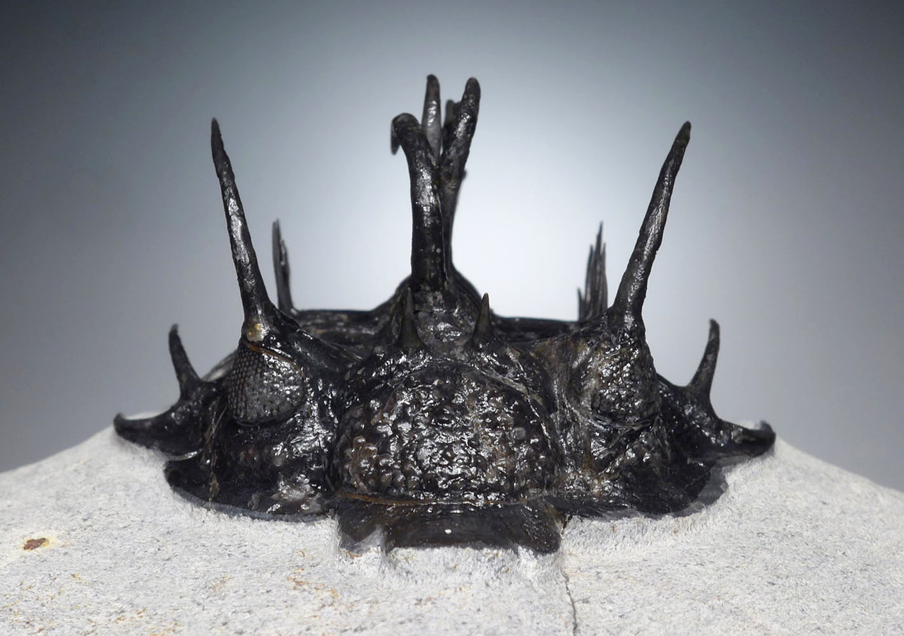 EXCEPTIONAL LARGE FOSSIL SPINY COMURA TRILOBITE WITH ALL SPINES EXPOSED FREE-STANDING  *TRX911