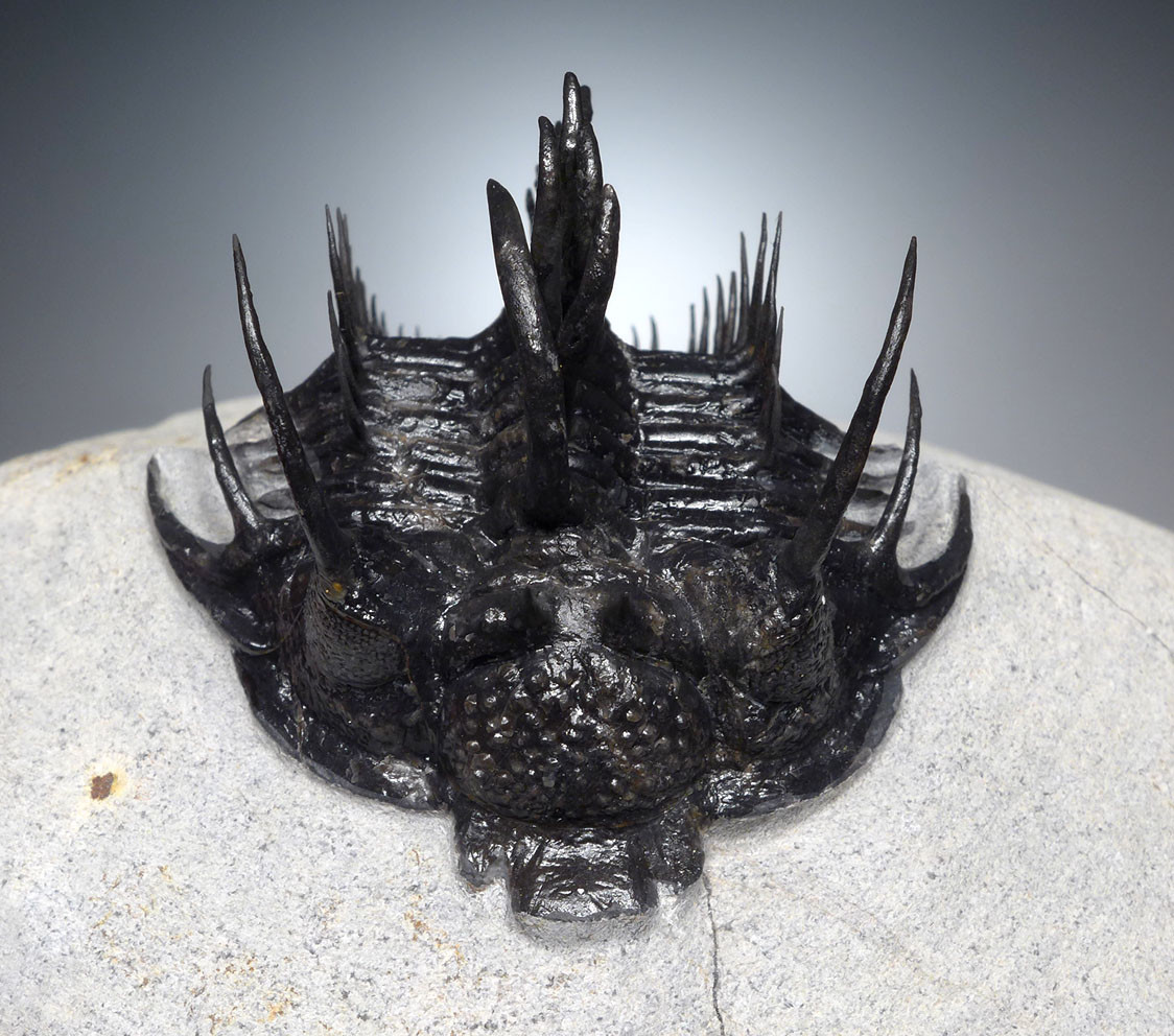 EXCEPTIONAL LARGE FOSSIL SPINY COMURA TRILOBITE WITH ALL SPINES EXPOSED FREE-STANDING  *TRX911
