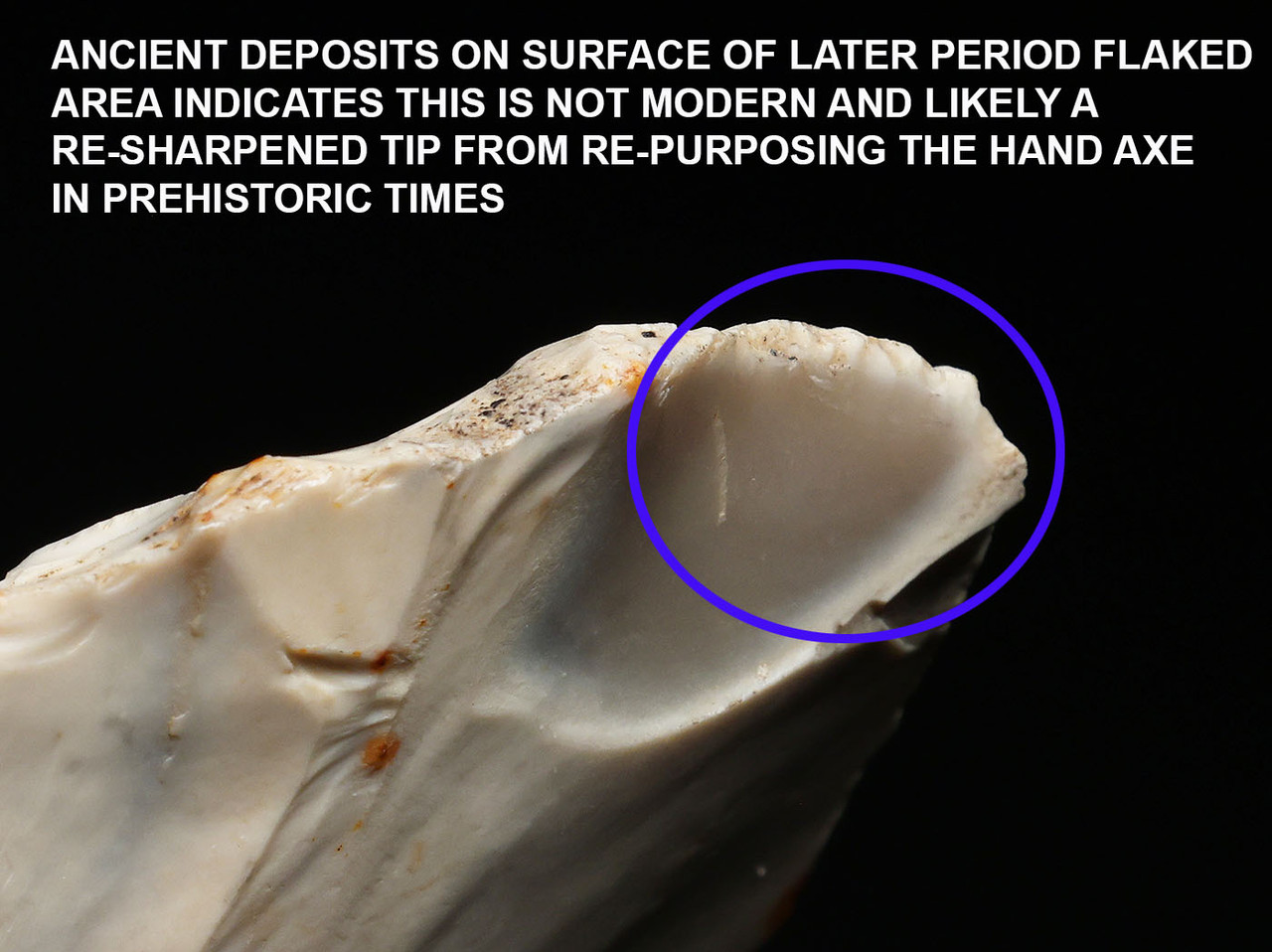 SPECTACULAR IVORY WHITE PREHISTORIC FLINT HOMO HEIDELBERGENSIS ACHEULEAN HAND AXE FROM LOWER PALEOLITHIC BELGIUM  *ACH500