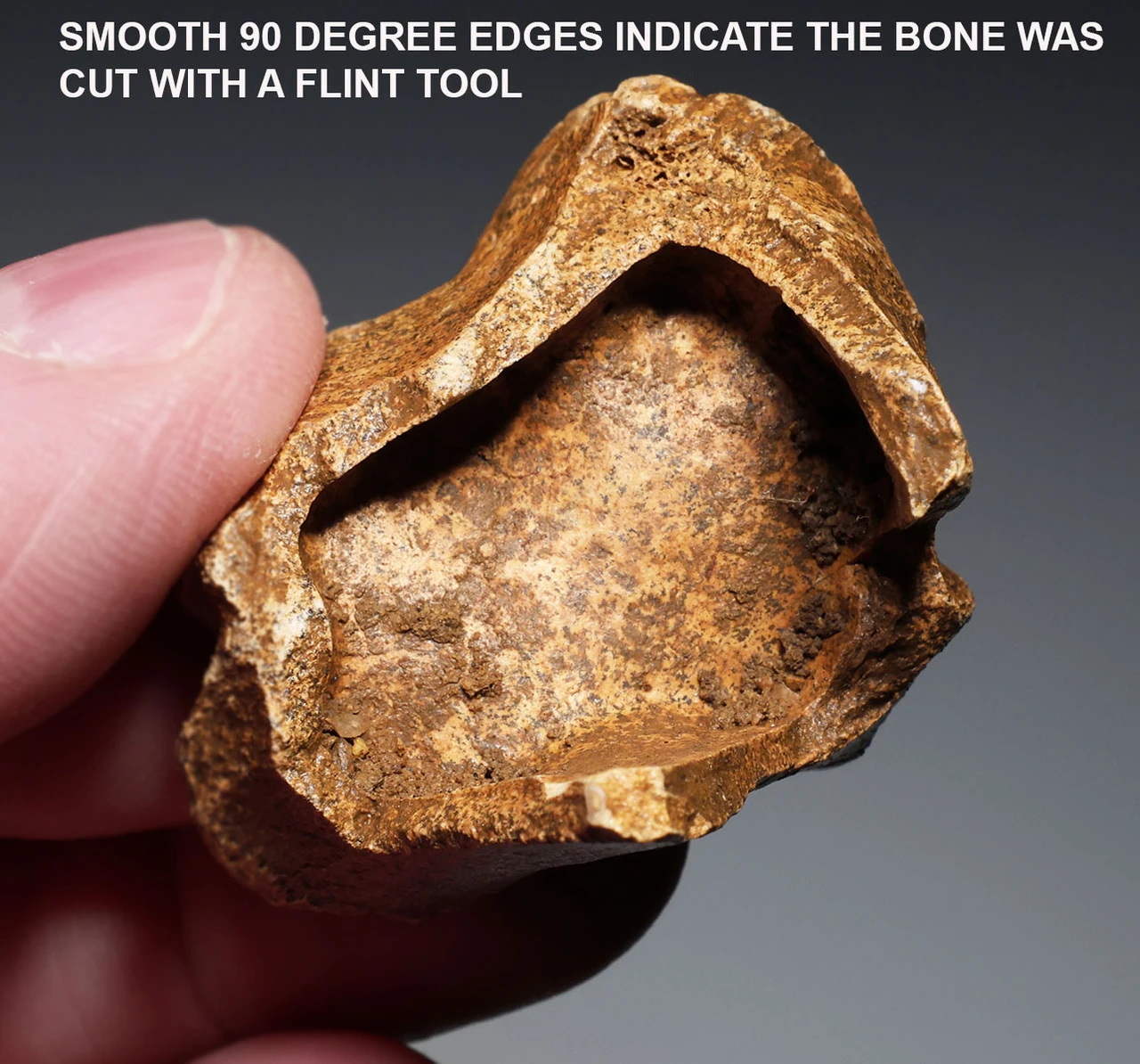 CRO MAGNON AURIGNACIAN UPPER PALEOLITHIC FLINT KNIFE BLADE FLAKE TOOL WITH BUTCHERED MEGAFAUNA FOSSIL BONE FROM FAMOUS LA GANE SITE IN FRANCE  *UP087