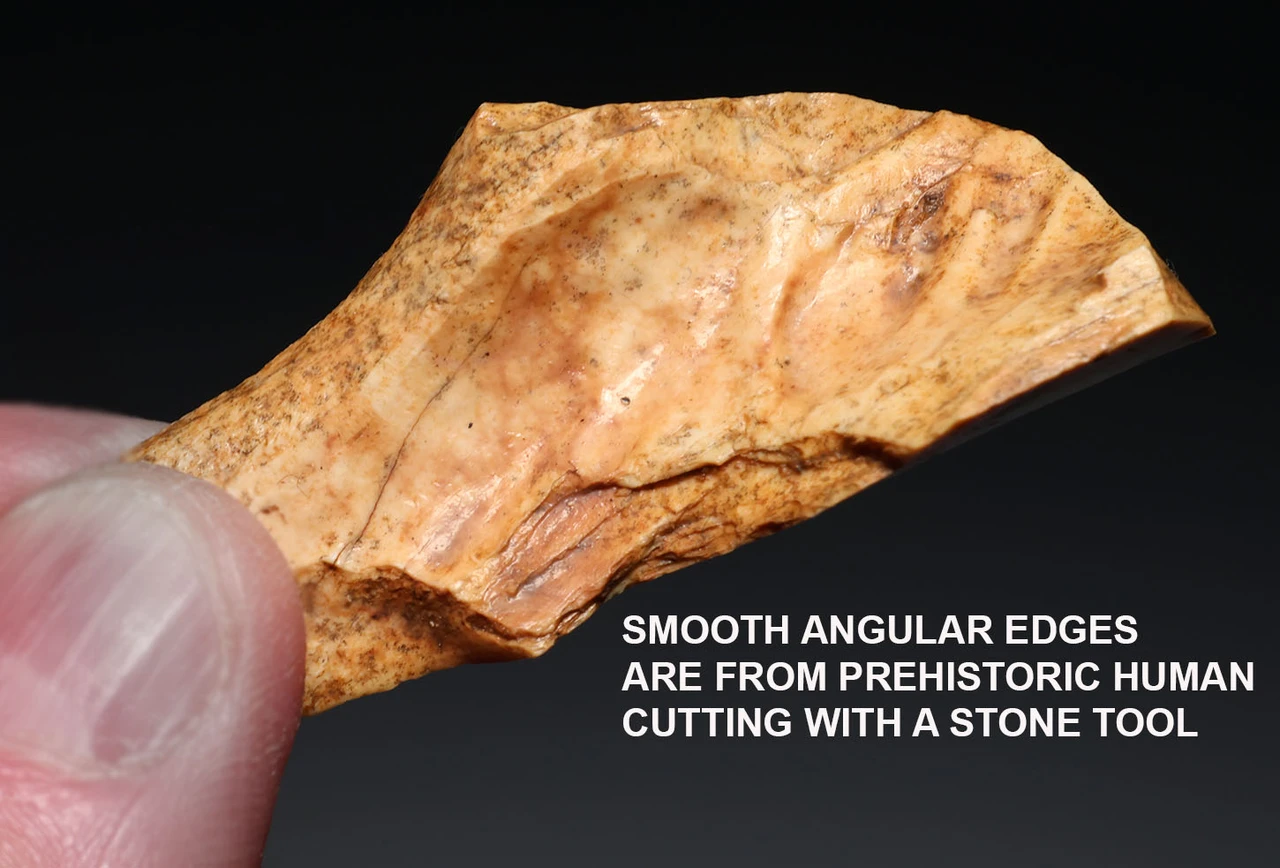 CRO MAGNON AURIGNACIAN UPPER PALEOLITHIC LARGE FLINT KNIFE BLADE FLAKE TOOL WITH BUTCHERED MEGAFAUNA FOSSIL BONE FROM FAMOUS LA GANE SITE IN FRANCE  *UP086