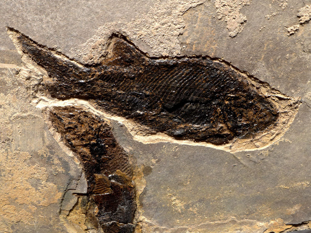 MULTIPLE PARAMBLYPTERUS PERMIAN FISH FOSSIL FROM BEFORE THE DINOSAURS *F145