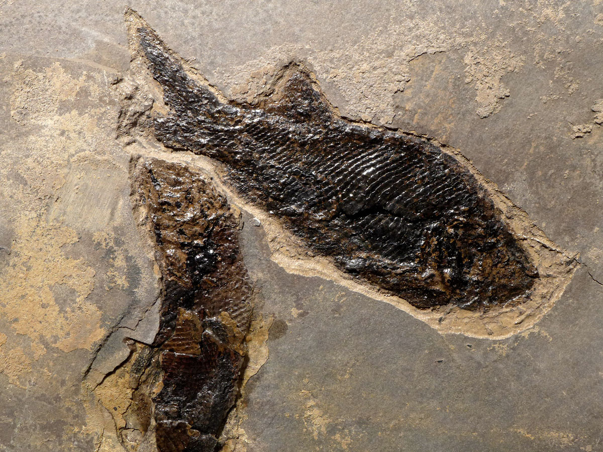 MULTIPLE PARAMBLYPTERUS PERMIAN FISH FOSSIL FROM BEFORE THE DINOSAURS *F145