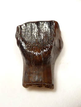 LARGE SUPREME FOSSIL ARMORED DINOSAUR ANKYLOSAUR EDMONTONIA TOOTH WITH PARTIAL ROOT  *DT10-008