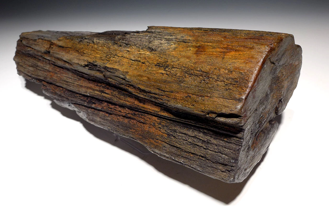 LARGE COLORFUL EXCEPTIONAL FOSSIL PETRIFIED WOOD LOG FROM MIOCENE EUROPE *PMW003