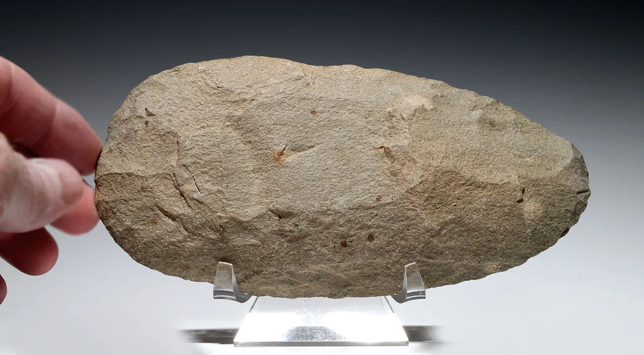 EXCEPTIONAL AND LARGE THIN STONE CELT WAR AXE FROM THE AFRICAN CAPSIAN NEOLITHIC  *CAP500