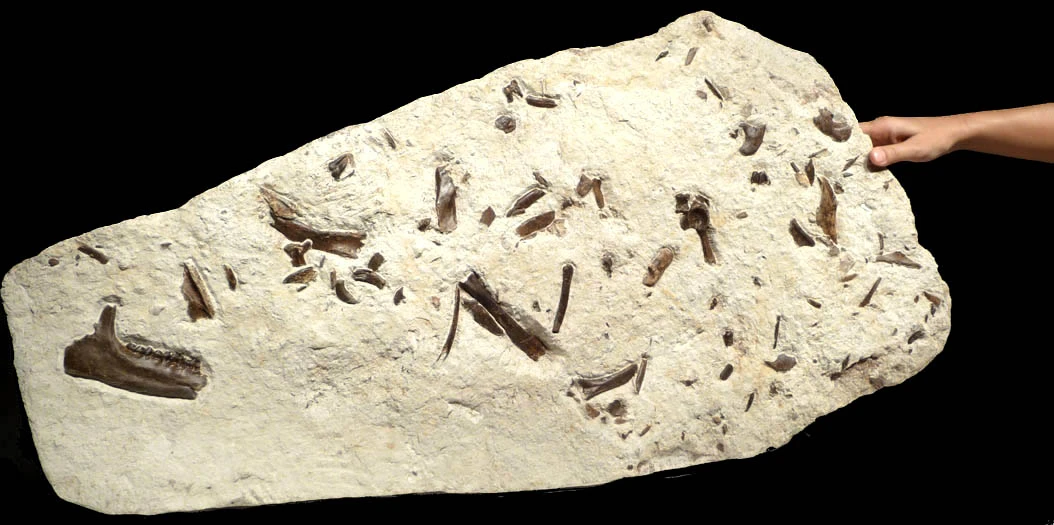 PRIMITIVE HORSE FOSSIL BONE BED FROM FRANCE OF A 48 MILLION YEAR PLAGIOLOPHUS THREE-TOED HORSE 