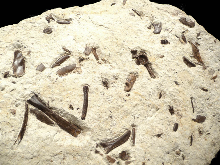 PLAGIOLOPHUS THREE-TOED HORSE 