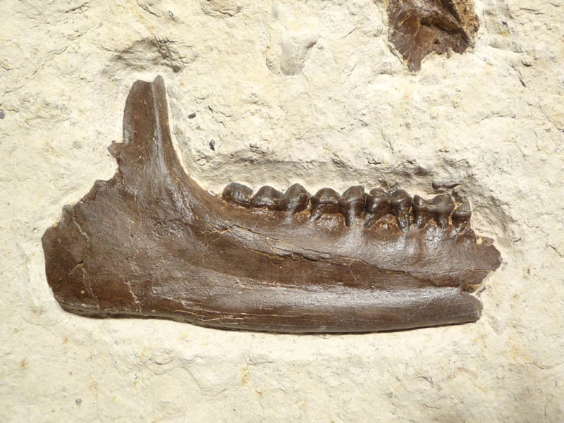 PLAGIOLOPHUS THREE-TOED HORSE 