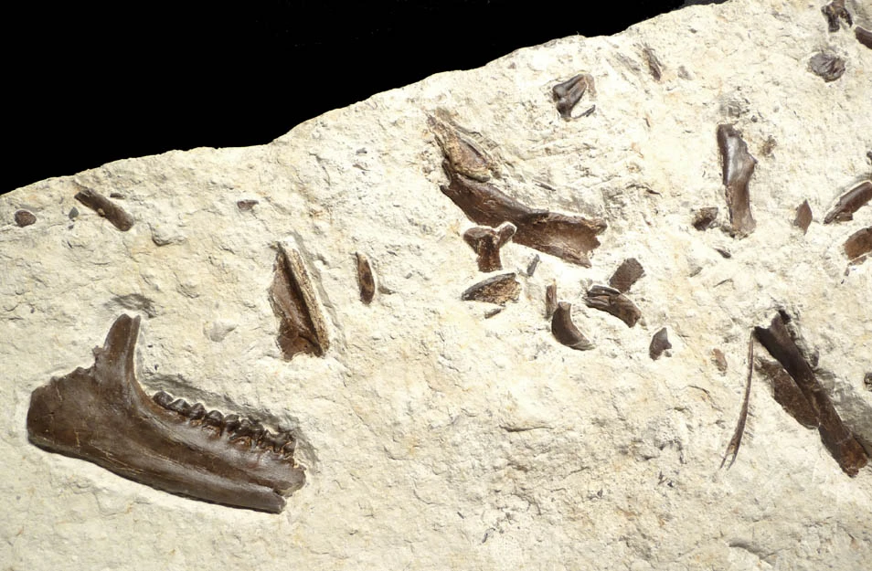 EOCENE FOSSIL HORSE PLAGIOLOPHUS 