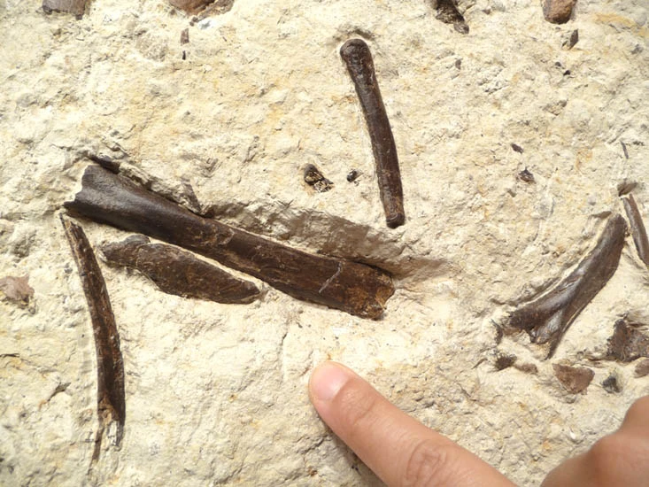 THREE-TOED HORSE FOSSIL