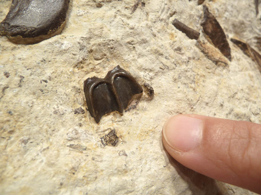PRIMITIVE HORSE FOSSIL BONE BED FROM FRANCE OF A 48 MILLION YEAR PLAGIOLOPHUS THREE-TOED HORSE 
