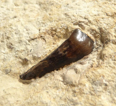 PRIMITIVE HORSE FOSSIL BONE BED FROM FRANCE OF A 48 MILLION YEAR PLAGIOLOPHUS THREE-TOED HORSE 