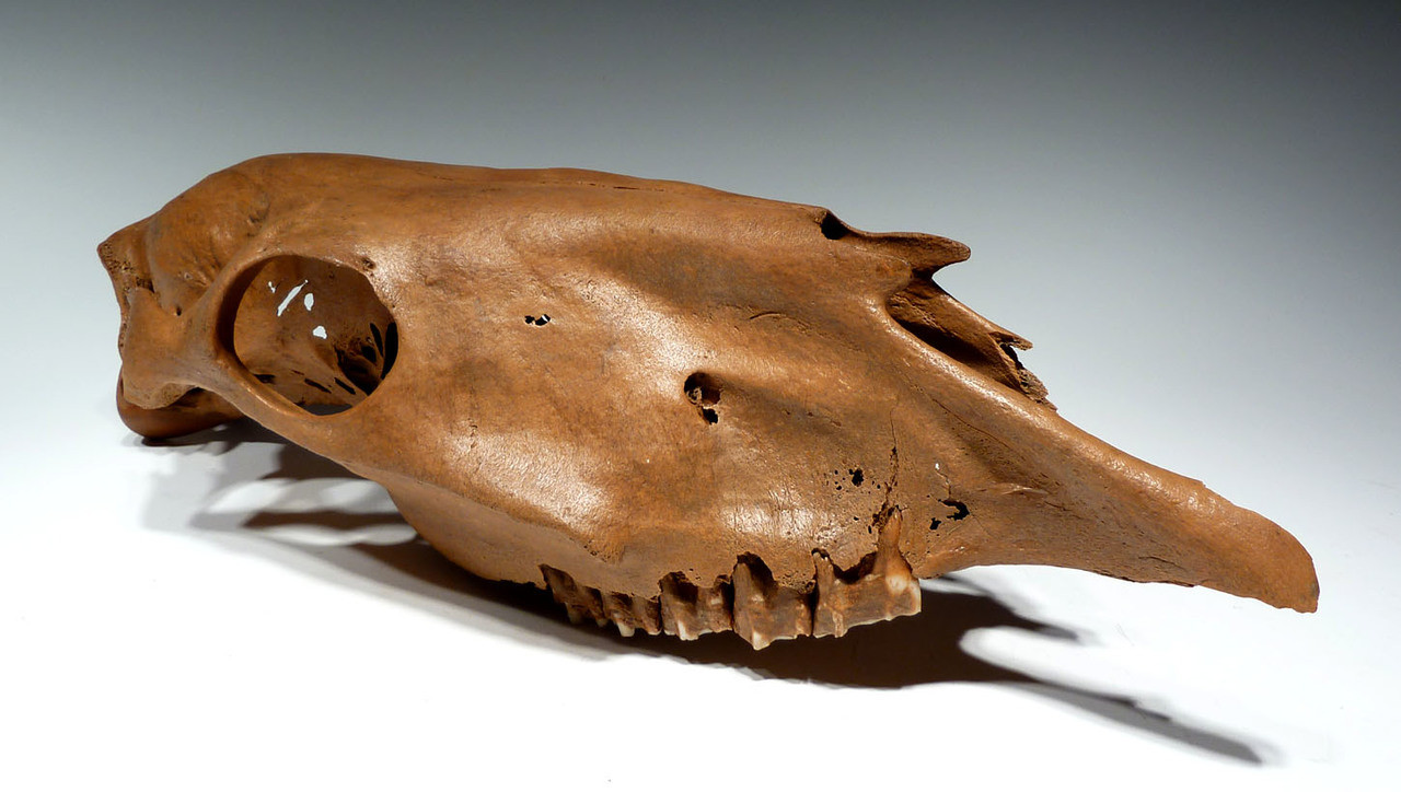 RARE ICE AGE PLEISTOCENE FOSSIL HORSE SKULL FROM EURASIA  *H026