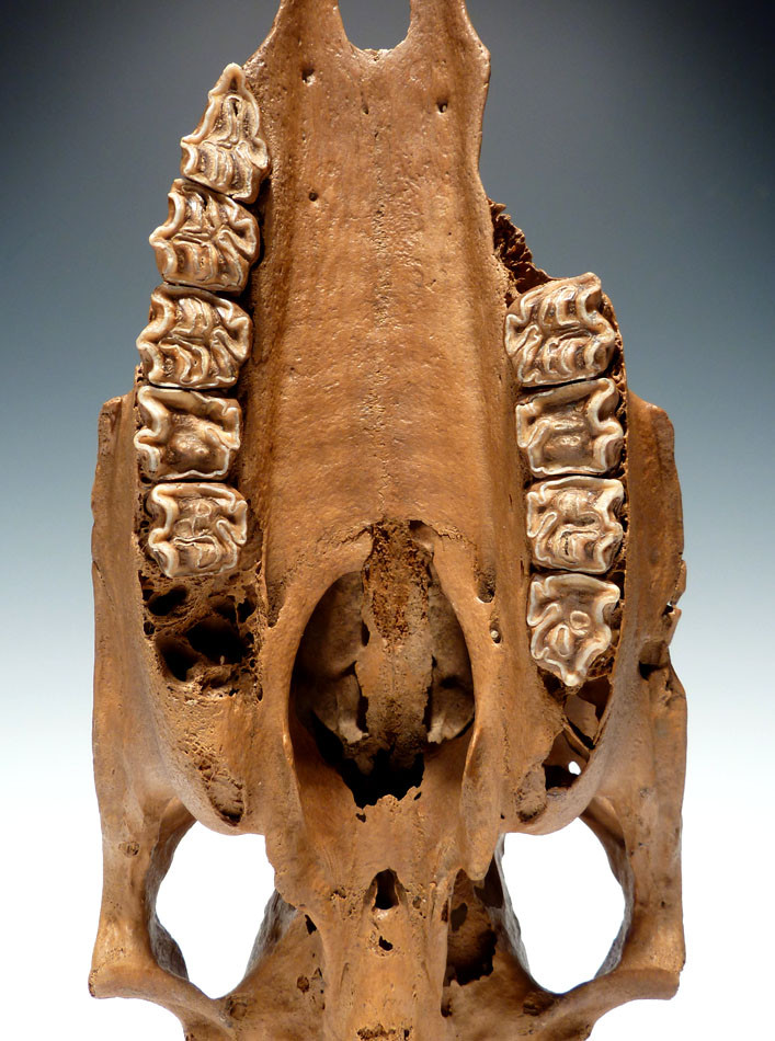 RARE ICE AGE PLEISTOCENE FOSSIL HORSE SKULL FROM EURASIA  *H026