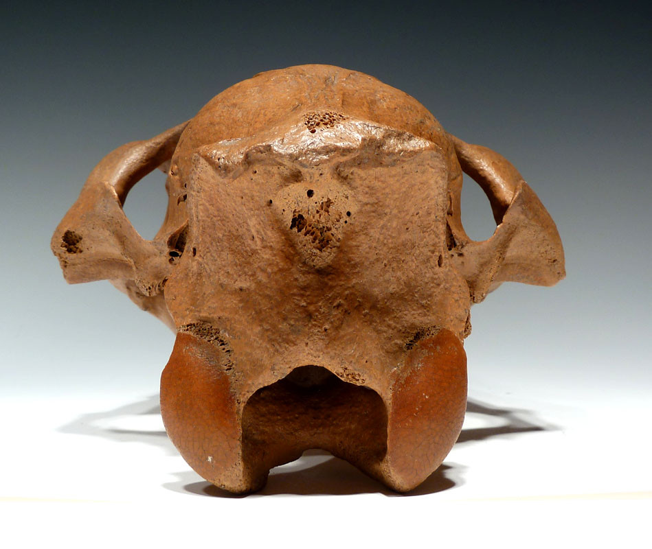 RARE ICE AGE PLEISTOCENE FOSSIL HORSE SKULL FROM EURASIA  *H026