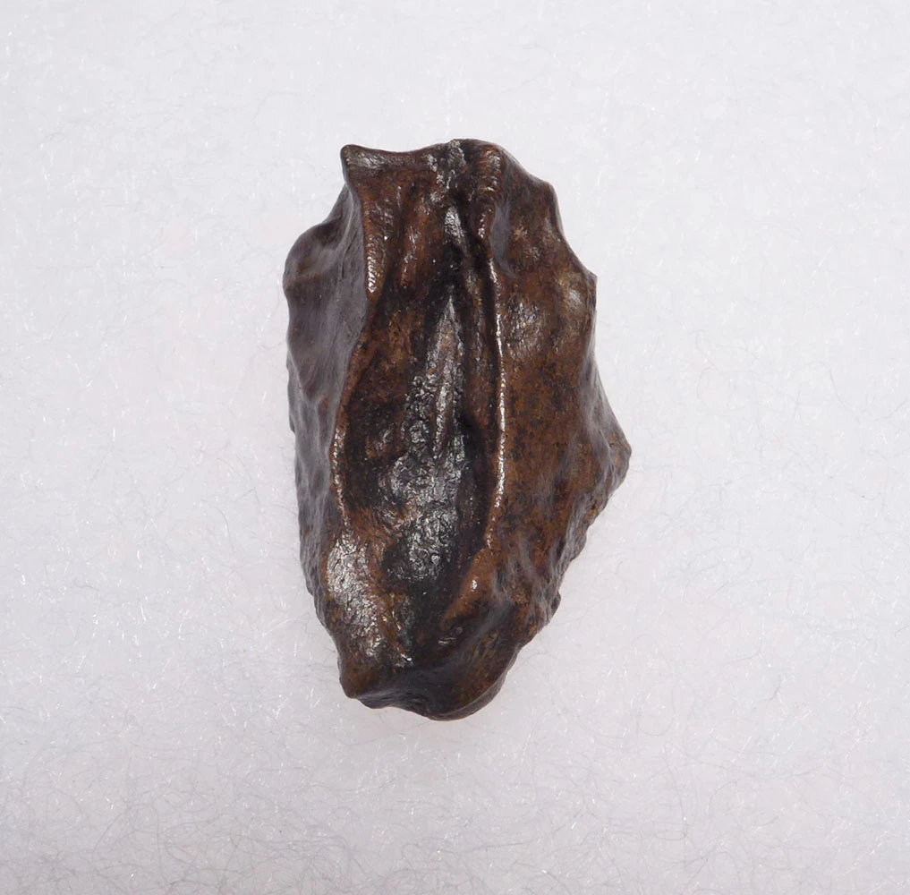 TRICERATOPS DINOSAUR FOSSIL TOOTH  *DTX31