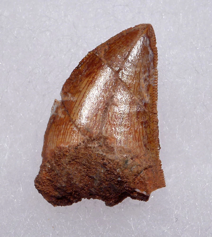 DELTADROMEUS DINOSAUR LATERAL TOOTH FOSSIL  *DTX52