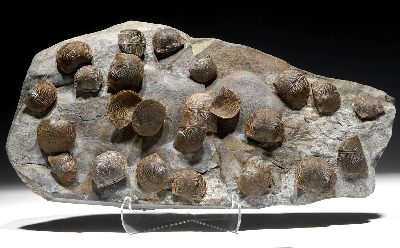 LARGE DEVONIAN BRACHIOPOD FOSSIL COLONY FROM POLAND OF SCHELLWIENELLA FROM FAMOUS SITE OF OLDEST TETRAPOD FOOTPRINTS   *BR037