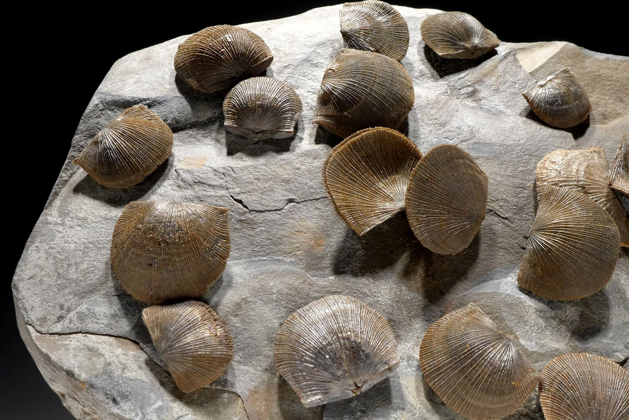 LARGE DEVONIAN BRACHIOPOD FOSSIL COLONY FROM POLAND OF SCHELLWIENELLA FROM FAMOUS SITE OF OLDEST TETRAPOD FOOTPRINTS   *BR037