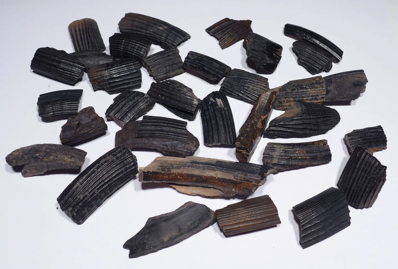 WHOLESALE LESS THAN $9 EACH - 33 PARTIAL GIANT BEAVER TUSK FOSSILS  *LMX292
