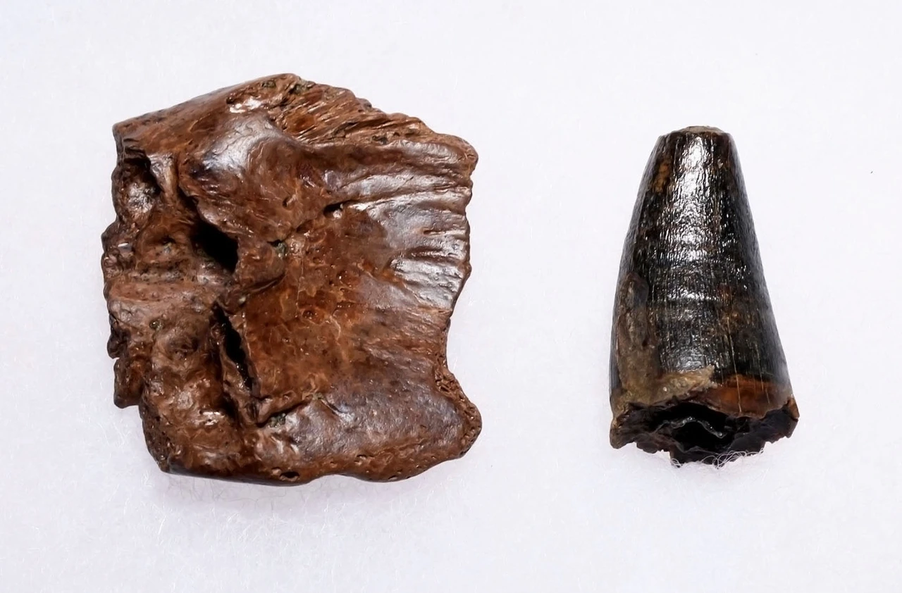 PREMIUM GRADE BOREALOSUCHUS DINOSAUR-ERA CROCODYLIFORM FOSSIL TOOTH AND OSTEODERM FROM THE HELL CREEK FORMATION USA  *CROC092