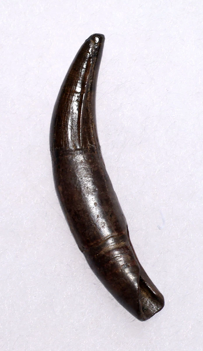 PREMIUM GRADE BOREALOSUCHUS DINOSAUR-ERA CROCODYLIFORM FOSSIL TOOTH WITH ROOT FROM HELL CREEK FORMATION USA  *CROC090