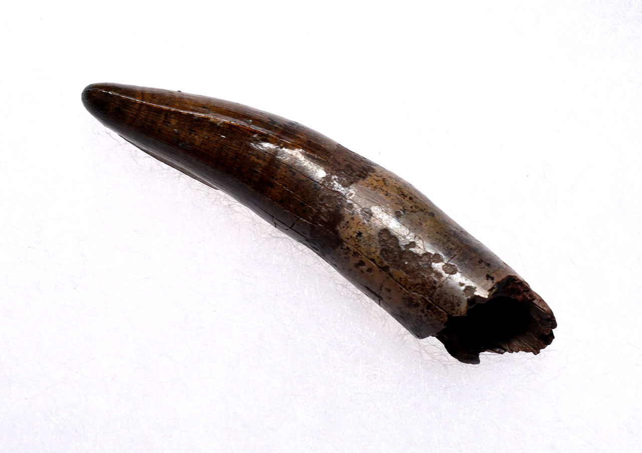 PREMIUM GRADE BOREALOSUCHUS DINOSAUR-ERA CROCODYLIFORM FOSSIL TOOTH WITH PARTIAL ROOT FROM HELL CREEK FORMATION USA  *CROC089