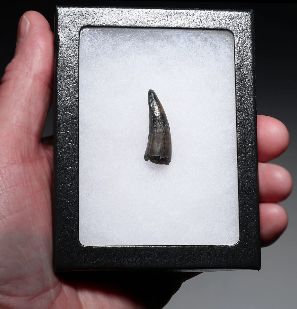 PREMIUM GRADE BOREALOSUCHUS DINOSAUR-ERA CROCODYLIFORM FOSSIL FANG TOOTH FROM HELL CREEK FORMATION USA  *CROC094