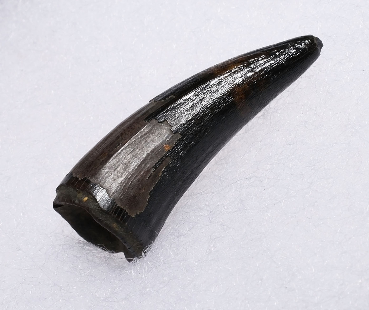 PREMIUM GRADE BOREALOSUCHUS DINOSAUR-ERA CROCODYLIFORM FOSSIL FANG TOOTH FROM HELL CREEK FORMATION USA  *CROC094