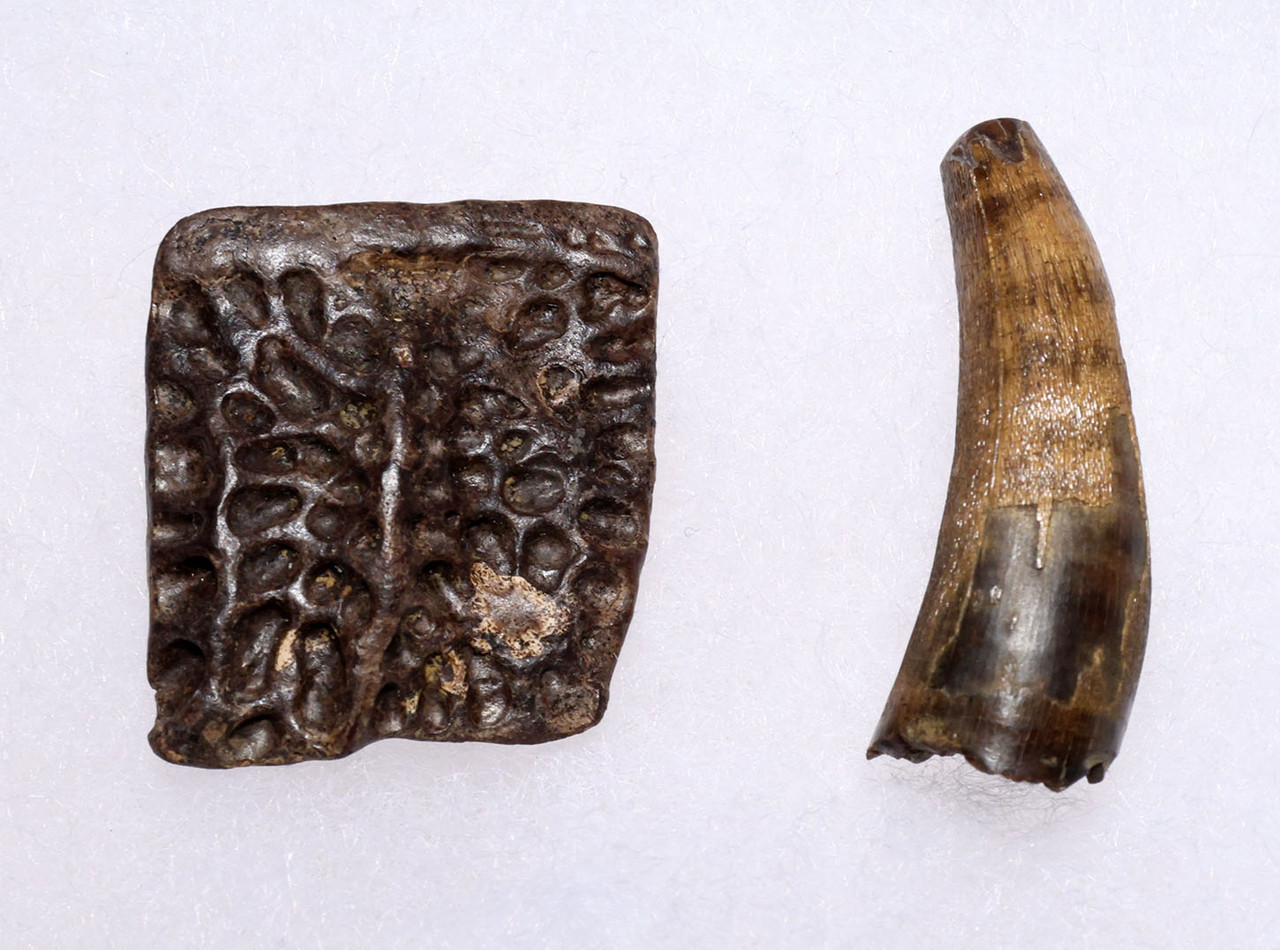 PREMIUM GRADE BOREALOSUCHUS DINOSAUR-ERA CROCODYLIFORM FOSSIL TOOTH AND OSTEODERM FROM THE HELL CREEK FORMATION USA  *CROC093