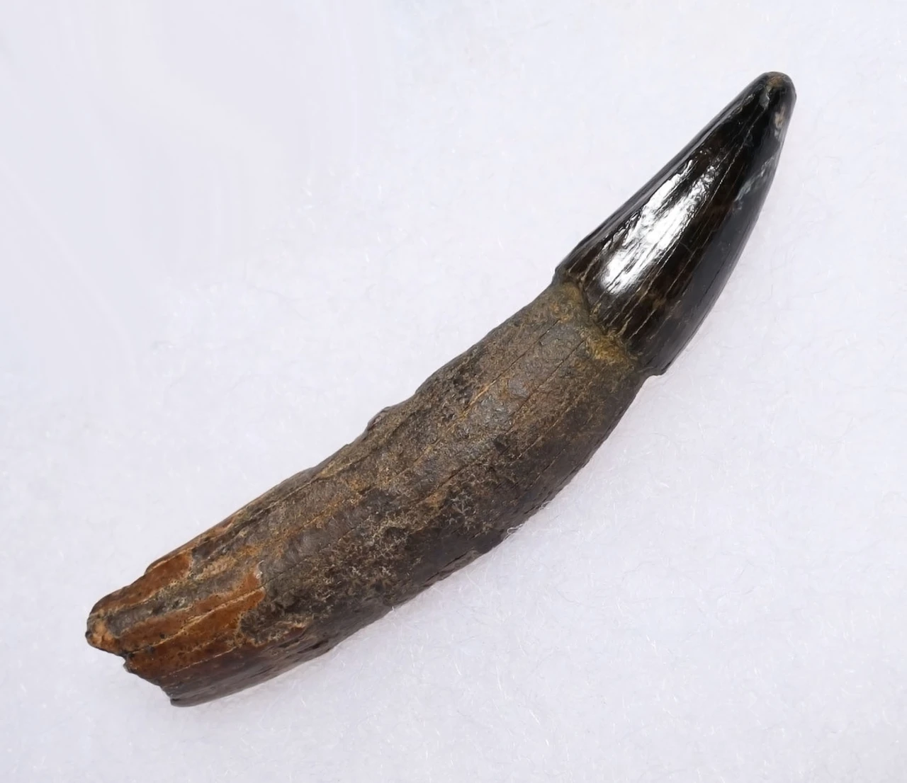 PREMIUM GRADE BOREALOSUCHUS DINOSAUR-ERA CROCODYLIFORM FOSSIL TOOTH WITH ROOT FROM HELL CREEK FORMATION USA  *CROC091