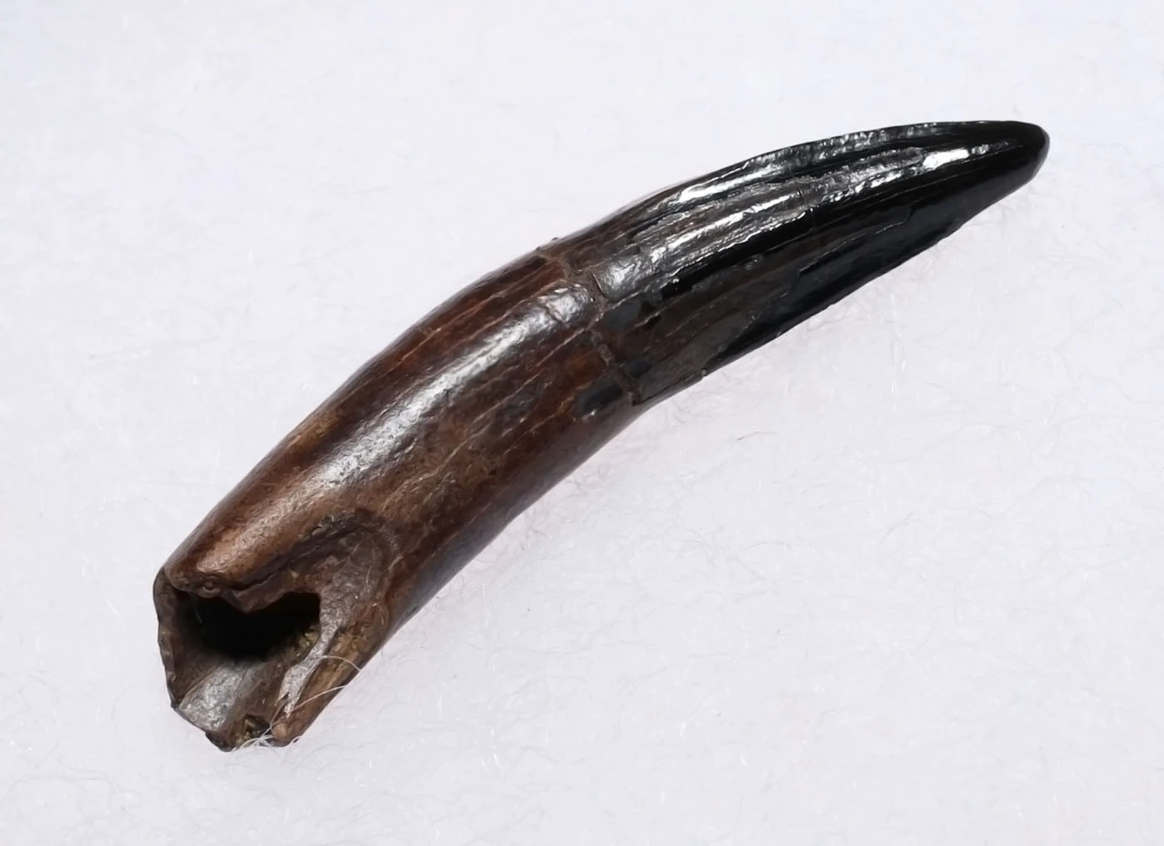 PREMIUM GRADE BOREALOSUCHUS DINOSAUR-ERA CROCODYLIFORM FOSSIL TOOTH WITH ROOT FROM HELL CREEK FORMATION USA  *CROC096