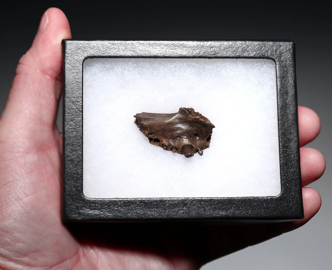 PARTIAL PREMAXILLA WITH TEETH OF A CRETACEOUS BRACHYCHAMPSA ALLIGATORINE REPTILE FROM HELL CREEK USA  *CROC095