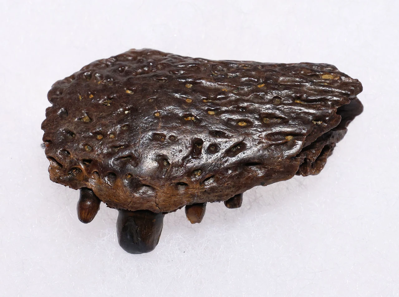 PARTIAL PREMAXILLA WITH TEETH OF A CRETACEOUS BRACHYCHAMPSA ALLIGATORINE REPTILE FROM HELL CREEK USA  *CROC095