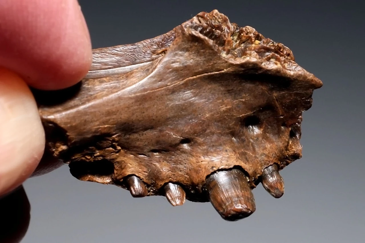 PARTIAL PREMAXILLA WITH TEETH OF A CRETACEOUS BRACHYCHAMPSA ALLIGATORINE REPTILE FROM HELL CREEK USA  *CROC095