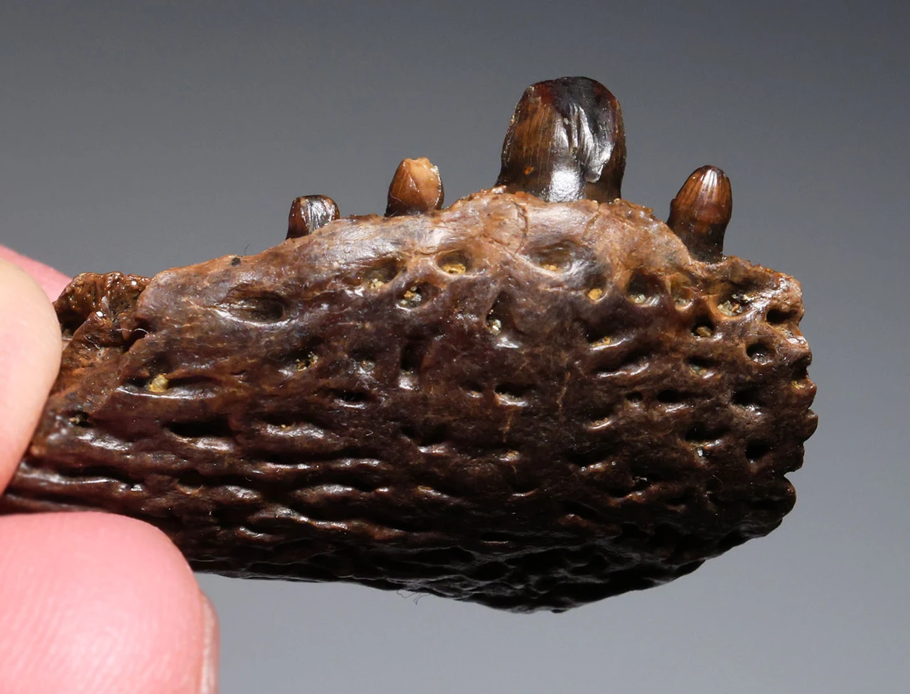 PARTIAL PREMAXILLA WITH TEETH OF A CRETACEOUS BRACHYCHAMPSA ALLIGATORINE REPTILE FROM HELL CREEK USA  *CROC095