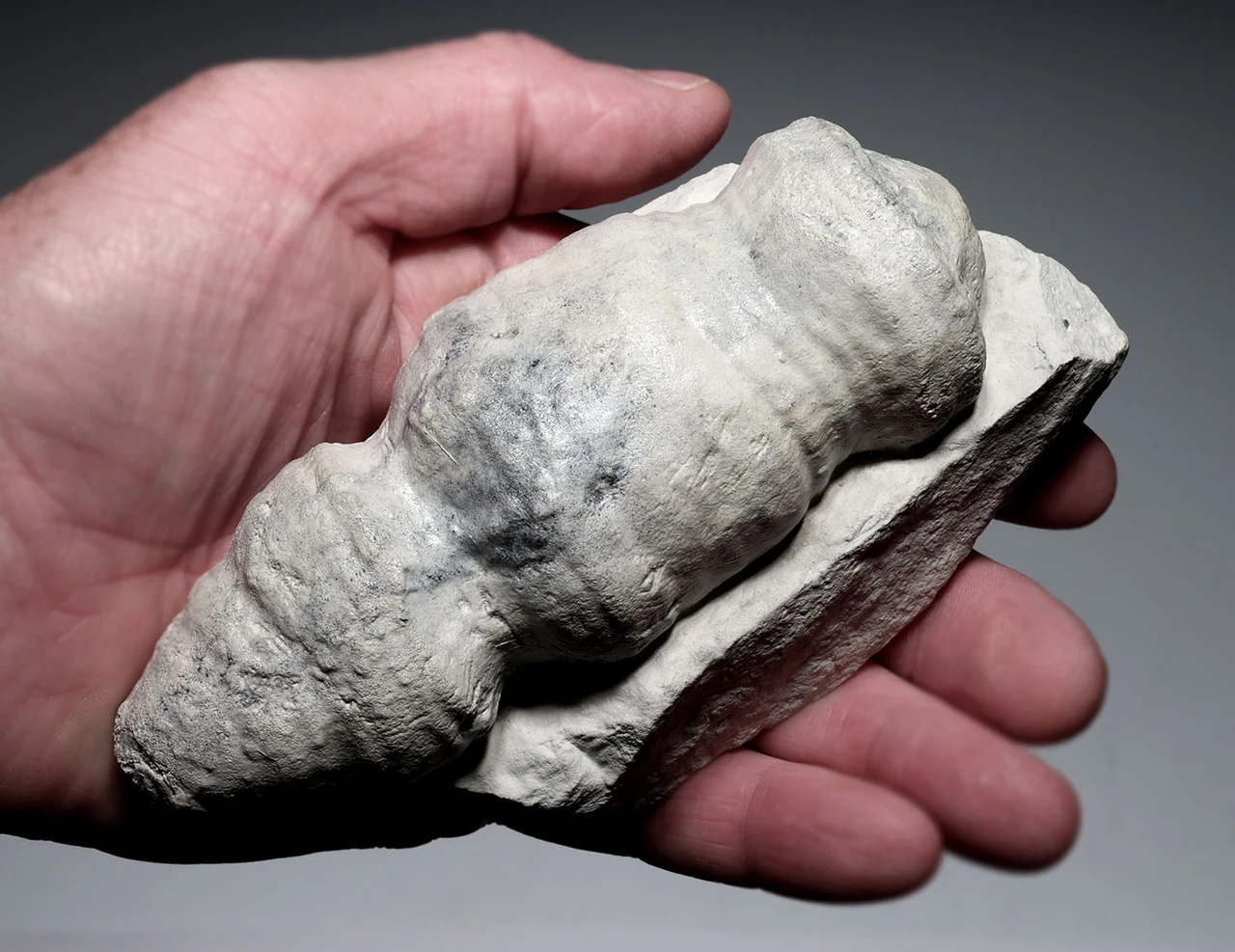 RARE CRETACEOUS AULOSOMA RADICIFORMIS FOSSIL SEA SPONGE FROM GERMANY WITH FULLY INFLATED PRESERVATION  *SPF1