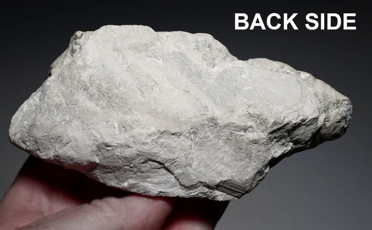 RARE CRETACEOUS AULOSOMA RADICIFORMIS FOSSIL SEA SPONGE FROM GERMANY WITH FULLY INFLATED PRESERVATION  *SPF1