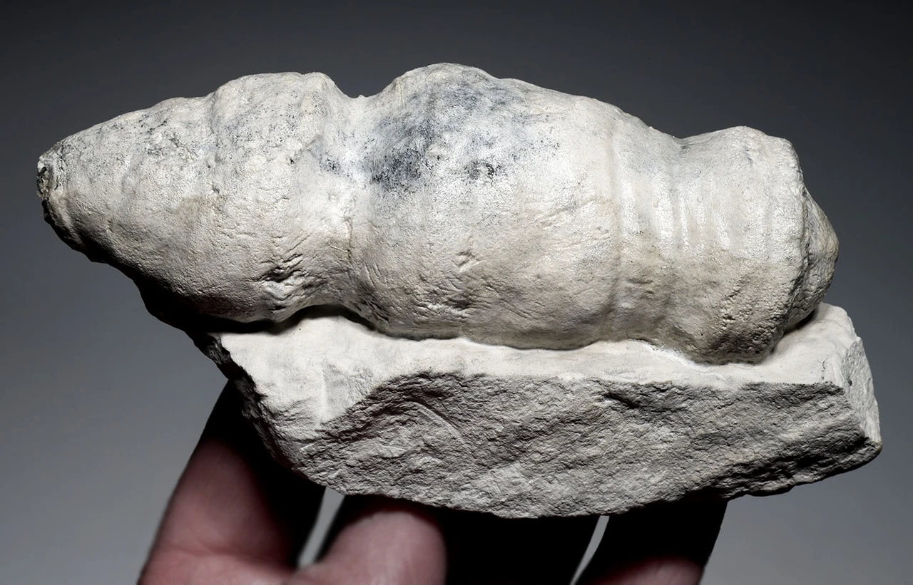 RARE CRETACEOUS AULOSOMA RADICIFORMIS FOSSIL SEA SPONGE FROM GERMANY WITH FULLY INFLATED PRESERVATION  *SPF1