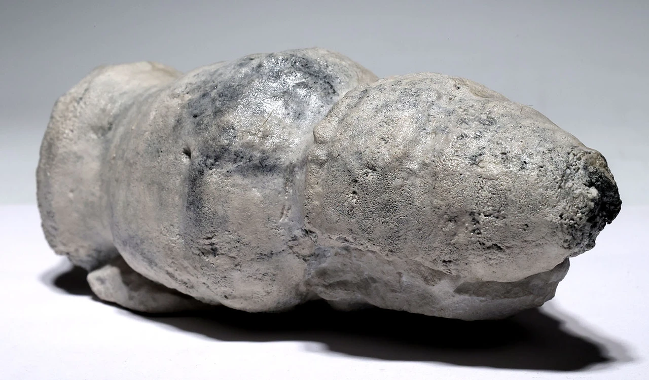 RARE CRETACEOUS AULOSOMA RADICIFORMIS FOSSIL SEA SPONGE FROM GERMANY WITH FULLY INFLATED PRESERVATION  *SPF1